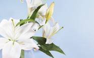Flowers Summer